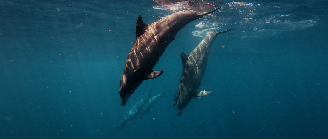 Lightroom classic screen